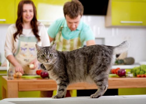 ドラえもんの どら焼き 好きには どら焼きよりも甘 いワケが Macaroni
