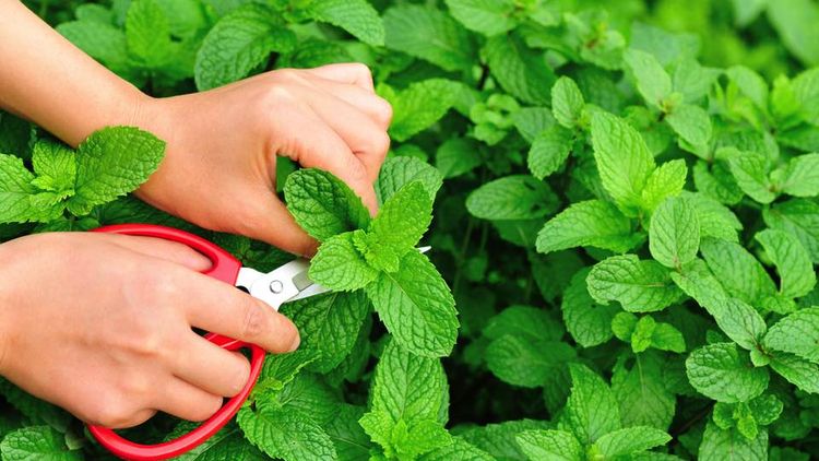 7月は雑草並みの生命力を持つ ペパーミント を植えよう ベランダ菜園におすすめの野菜 ハーブ 18 Macaroni