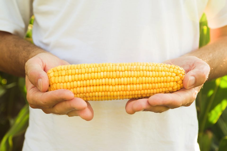 面倒な下処理なし!とうもろこしの正しい冷凍保存のやり方