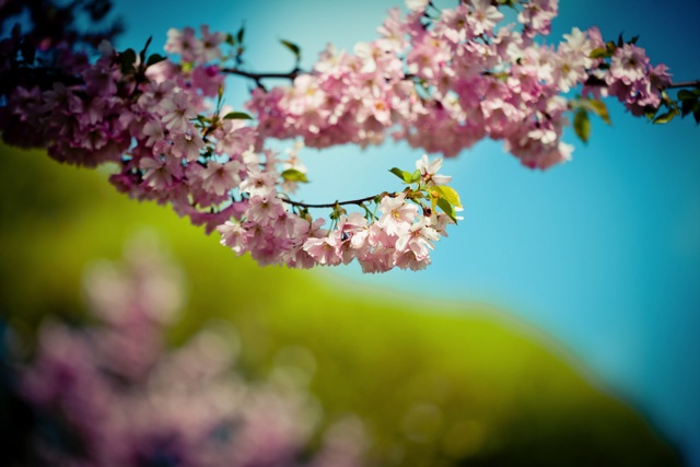 歌舞伎の色男が由来 助六寿司の 助六 には意外な意味が Macaroni