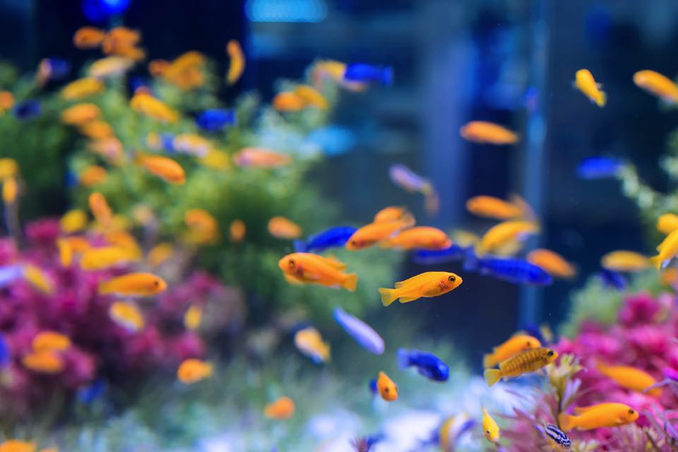 空から魚が降ってくる!? 謎の「ファフロツキーズ」現象とは？ - macaroni