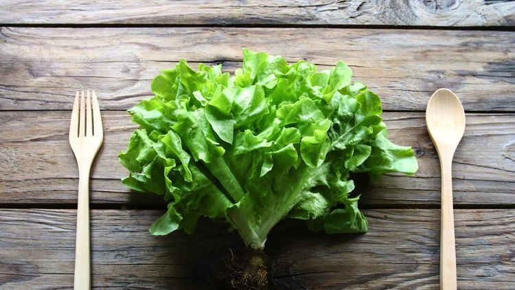 サンチュと何が違う チシャ の特徴や食べ方とは Macaroni