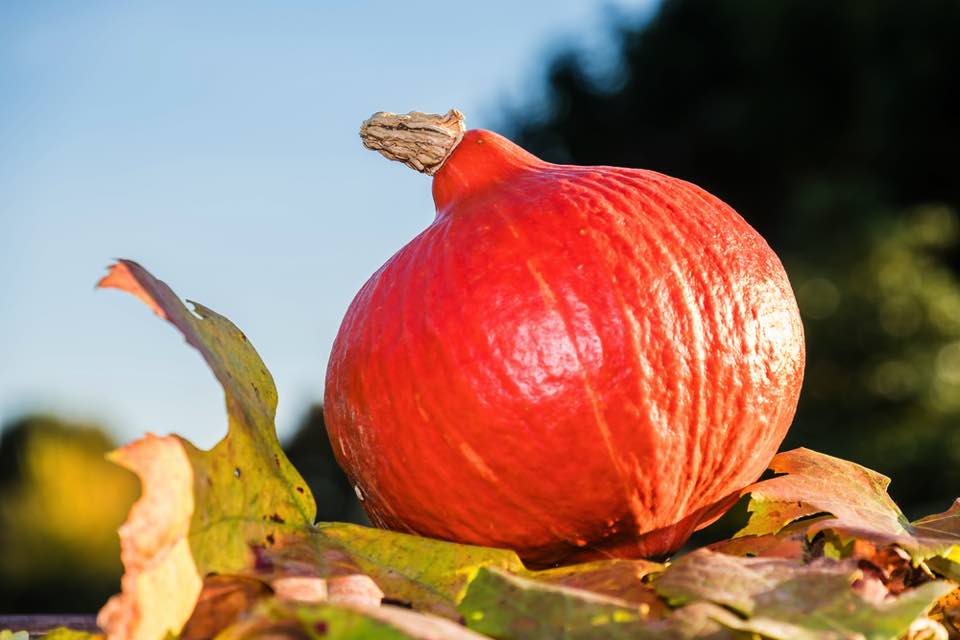 種まきから収穫まで かぼちゃの栽培方法を徹底解説 3ページ目 Macaroni
