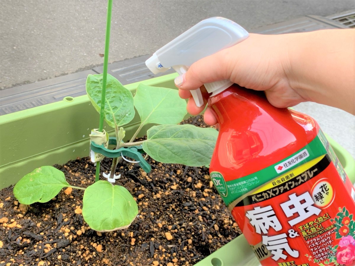 植え込みシーズンの5月は白ナスを植えよう ベランダ菜園におすすめの野菜 ハーブ 13 Macaroni