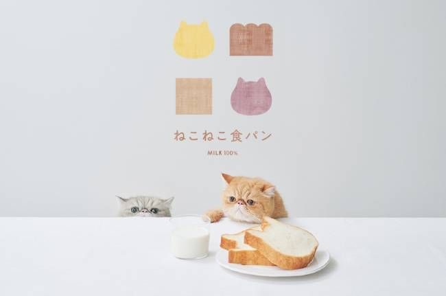 テーブルにのった食パンを猫がのぞいている