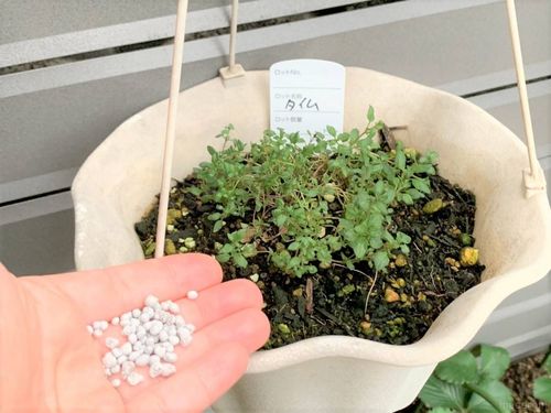 6月は長雨に負けない タイム を植えよう ベランダ菜園におすすめの野菜 ハーブ 16 Macaroni