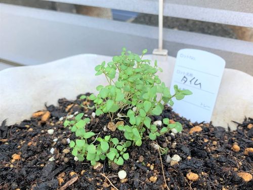 6月は長雨に負けない タイム を植えよう ベランダ菜園におすすめの野菜 ハーブ 16 Macaroni