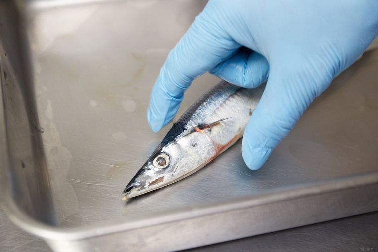 おいしいさんまを選ぶ3つのコツ!魚屋店長の目利きワザで失敗しらずの画像