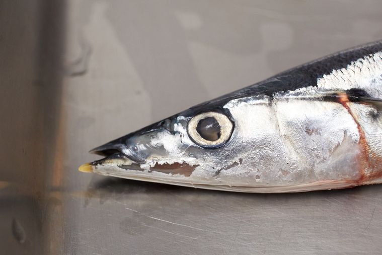 おいしいさんまを選ぶ3つのコツ!魚屋店長の目利きワザで失敗しらずの画像