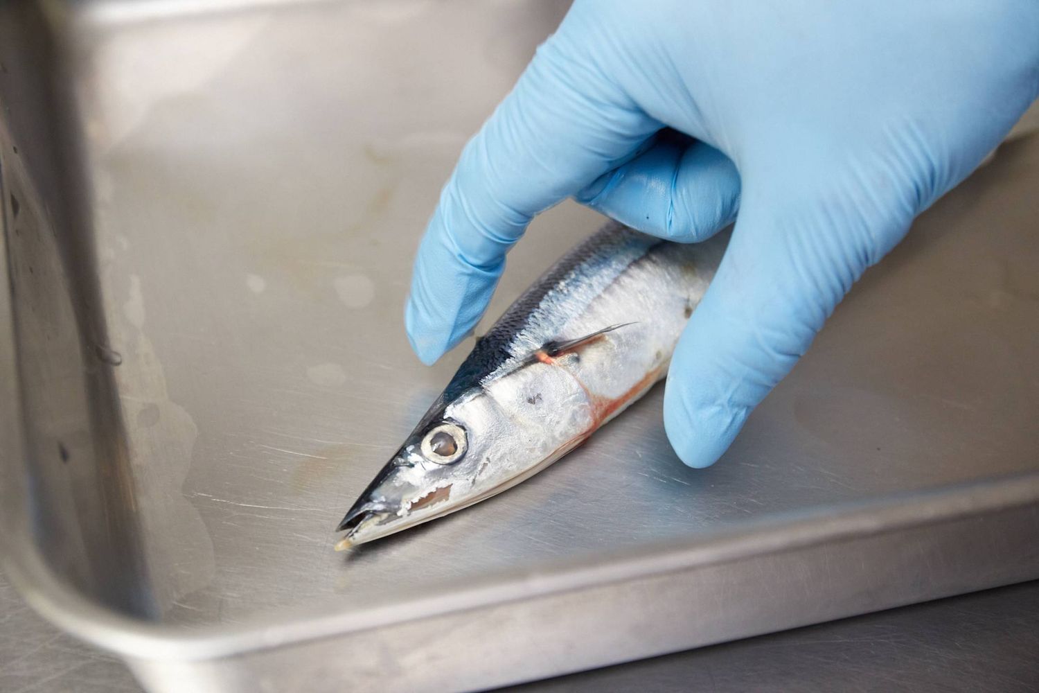 おいしいさんまを選ぶ3つのコツ魚屋店長の目利きワザで失敗しらず
