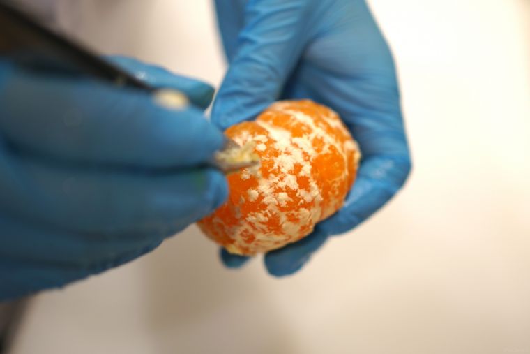 レンジで簡単!専門店直伝「フルーツ大福」の作り方と上手に包むコツの画像