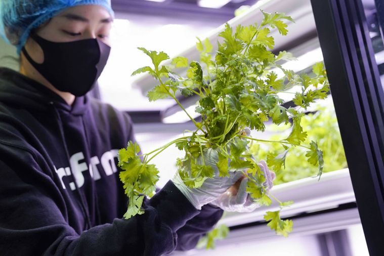 都市型農場野菜「Infarm(インファーム)」、新たにサミットストア成城店・野沢龍雲寺店での販売が決定の画像