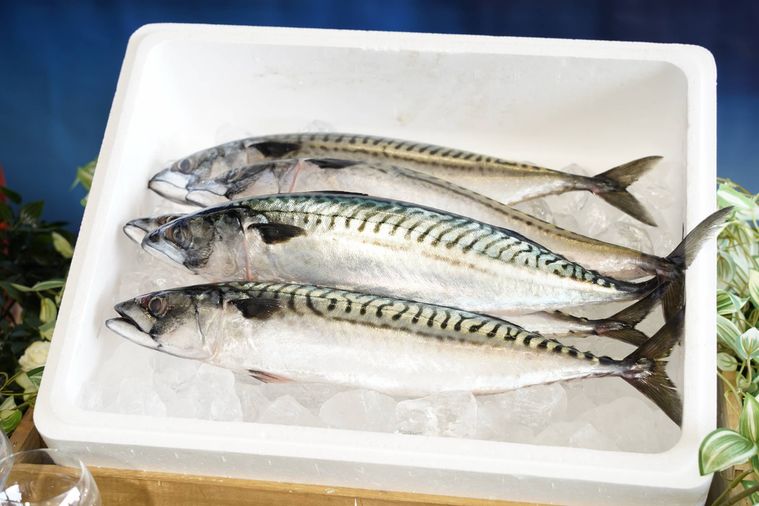 日本初上陸のサバヌーヴォー!ノルウェーから空飛ぶ生サバ、機内食やスーパーに展開の画像