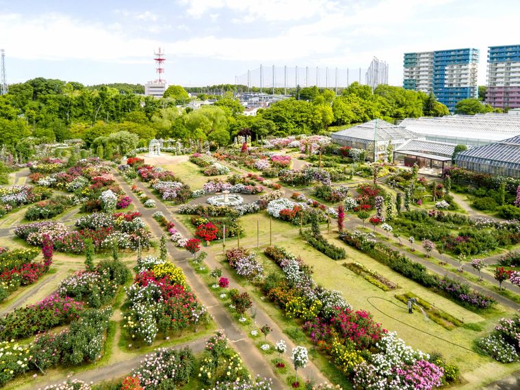 360度バラに囲まれる!千葉・京成バラ園で「オータム ローズ ガーデン パーティー」が開催の画像
