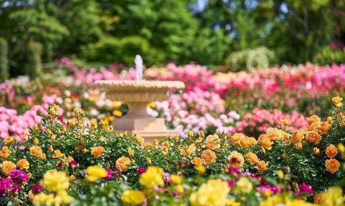 360度バラに囲まれる 千葉 京成バラ園で オータム ローズ ガーデン パーティー が開催 Macaroni 360度バラに囲まれる 千葉 京成バラ園で オータム ローズ ガーデン パーティー が開催 Macaroni