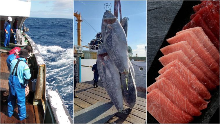 釣り上げられたばかりの本鮪