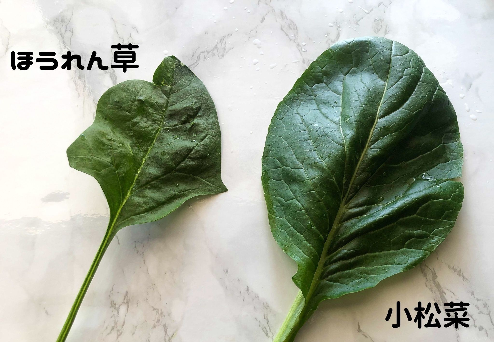 小松菜とほうれん草の特徴と栄養の違いとは？管理栄養士がわかりやすく