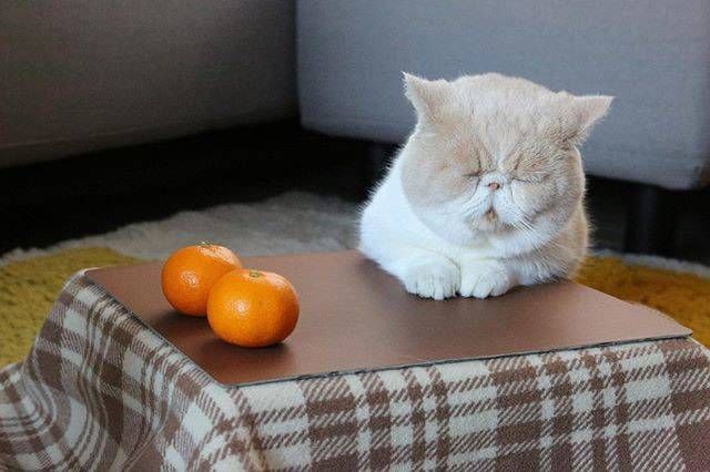 今年も登場!ねこ専用こたつ付きみかん「猫と、こたつと、思い出みかん」がオンライン限定で販売の画像