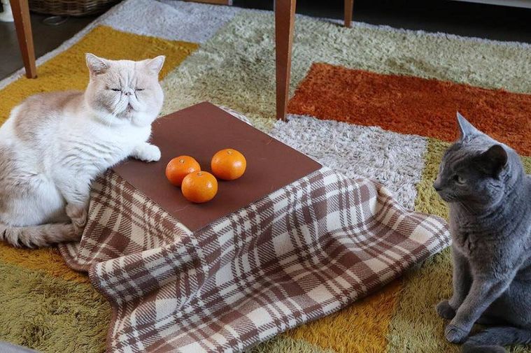 今年も登場!ねこ専用こたつ付きみかん「猫と、こたつと、思い出みかん」がオンライン限定で販売の画像