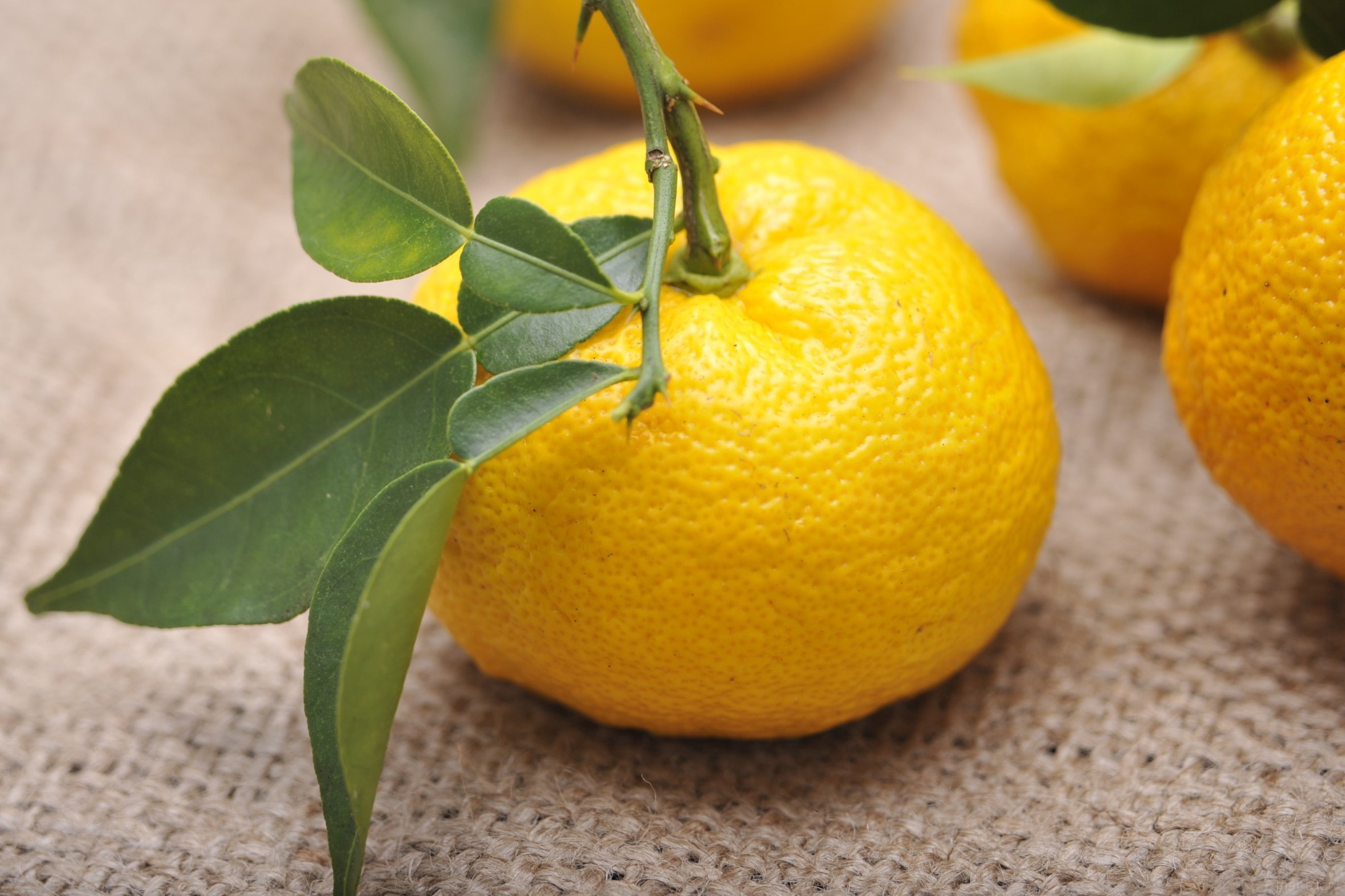 ☆☆ゆず☆☆様確認用 ゆず農家が伝授！香りの良いゆずの見分け方と活用3テクニック - macaroni