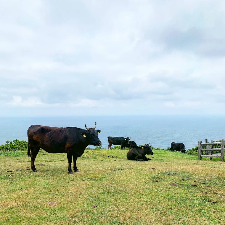 日本初の本格的なジオホテル「Entô(エントウ)」が島根県・隠岐に誕生!の画像