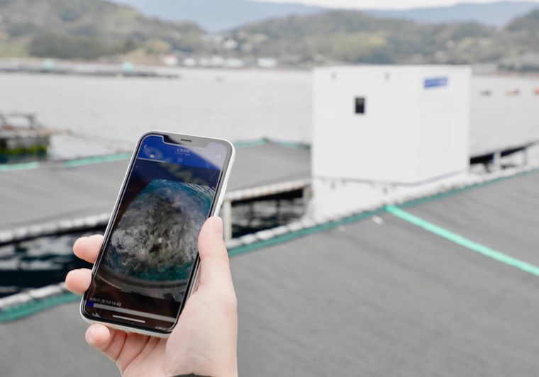 くら寿司にスマホで育てられた「AI桜鯛」が登場!希少なクエや生しらすも大集合の画像