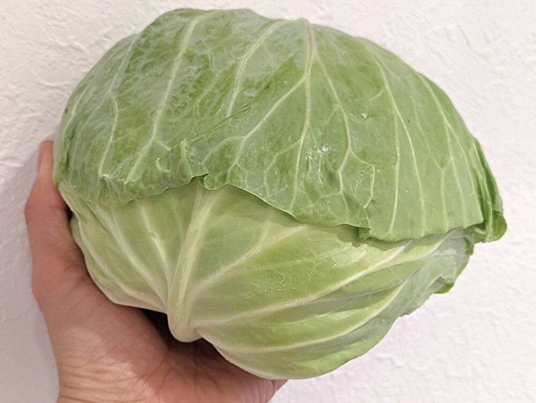 キャベツを手で持っている様子