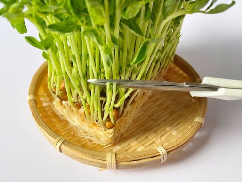 豆苗は再生栽培していただこう♪ 切り方や育て方のコツも解説