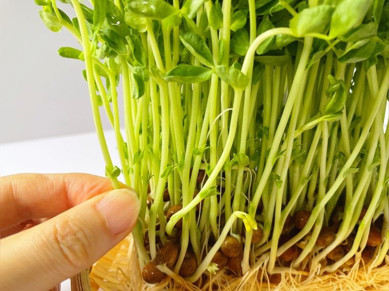 豆苗は再生栽培していただこう 切り方や育て方のコツも解説 Macaroni 豆苗は再生栽培していただこう 切り方や育て方のコツも解説 Macaroni