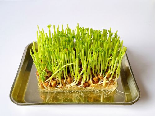 豆苗は再生栽培していただこう 切り方や育て方のコツも解説 2ページ目 Macaroni 豆苗は再生栽培していただこう 切り方や育て方のコツも解説 2ページ目 Macaroni