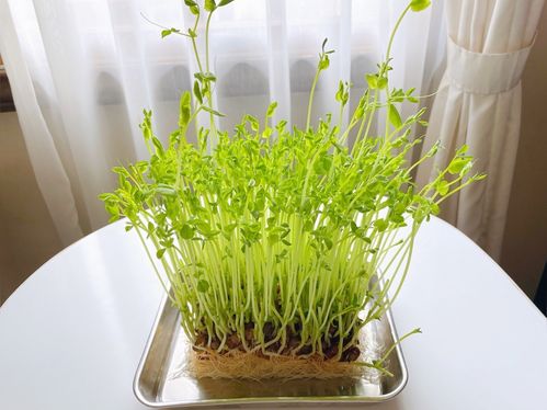 豆苗は再生栽培していただこう 切り方や育て方のコツも解説 2ページ目 Macaroni 豆苗は再生栽培していただこう 切り方や育て方のコツも解説 2ページ目 Macaroni