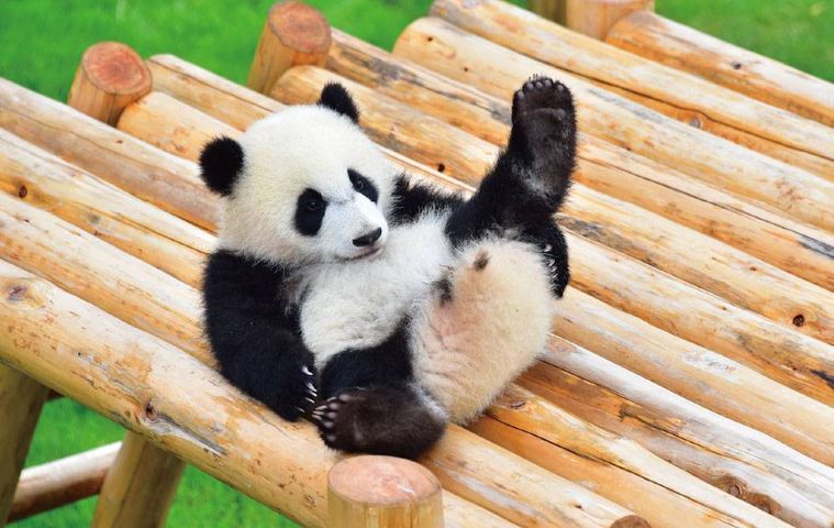 パンダの子どもが遊んでいる