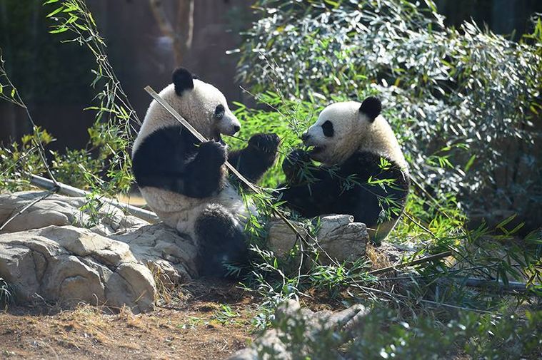 2頭のパンダが遊んでいる