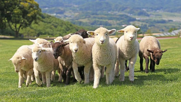 牧場を歩く羊たち