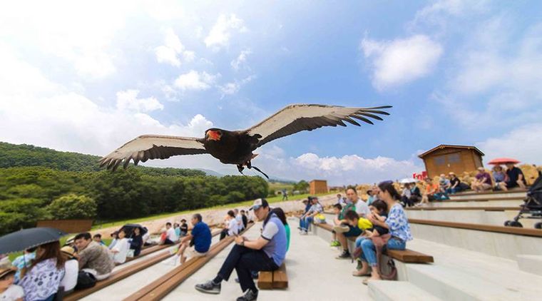 来園客たちがバードパフォーマンスを楽しんでいる
