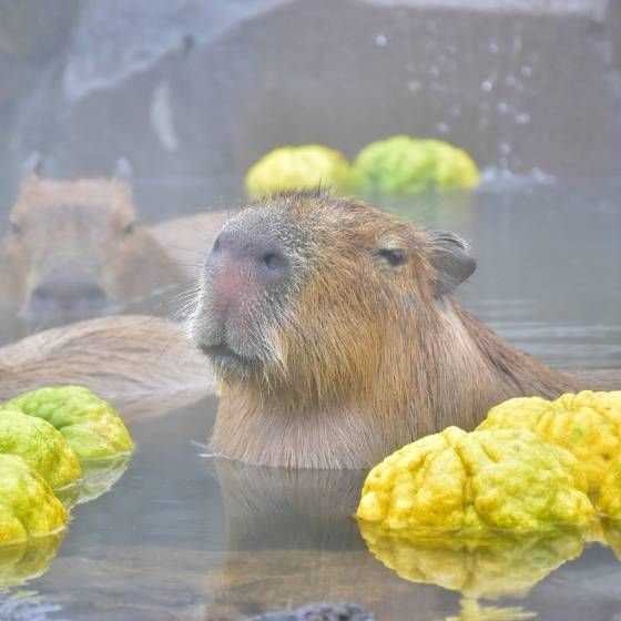 カピバラが温泉に浸かっている
