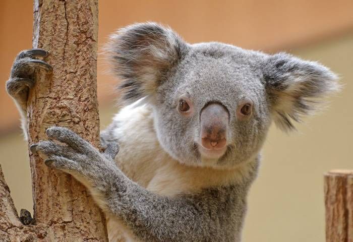 木登りしているコアラ