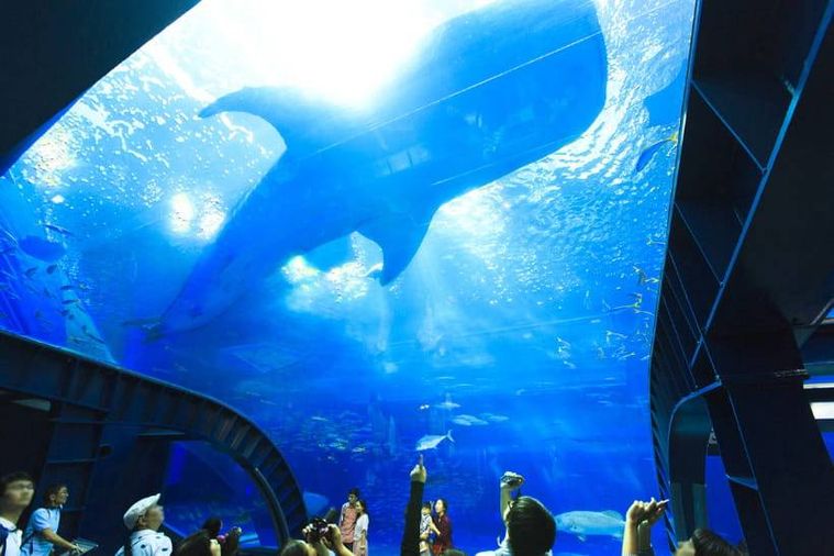 行ってよかった水族館の人気ランキングTOP10全国のおすすめスポットの画像