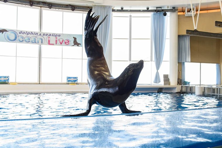 行ってよかった水族館の人気ランキングTOP10全国のおすすめスポットの画像