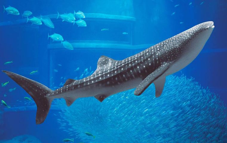 水槽の中で泳ぐジンベエザメ
