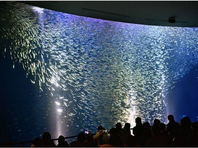 行ってよかった水族館の人気ランキングTOP10全国のおすすめスポットの画像