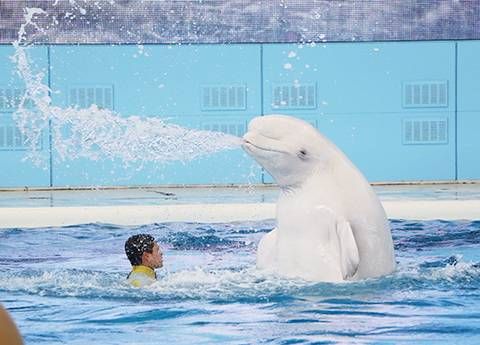 シロイルカが口から水を吹いている