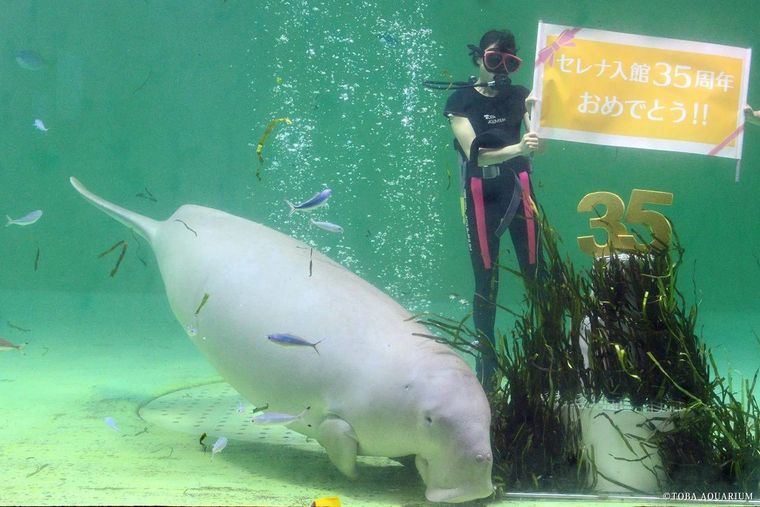 水の中にいるジュゴンと飼育員