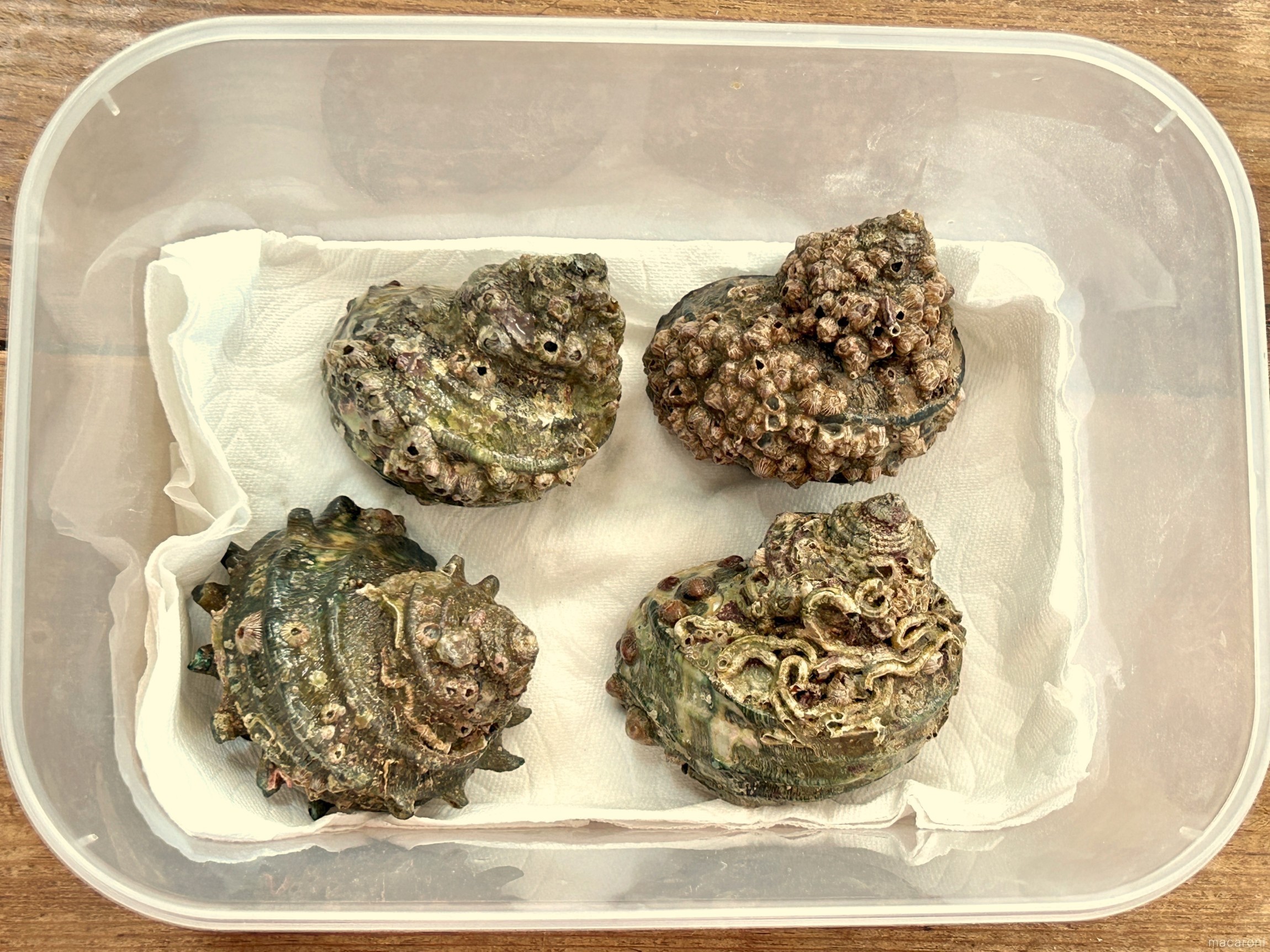 サザエ 保存 方法