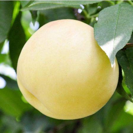 白麗が木になっている様子