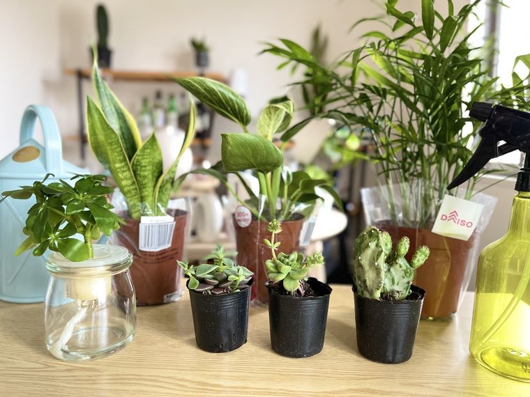 ダイソーの観葉植物7種類