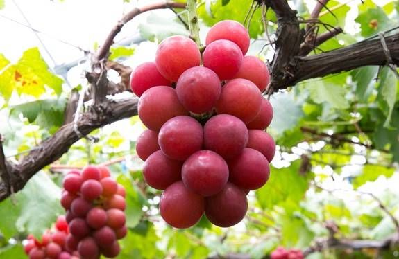 樹になったルビーロマン