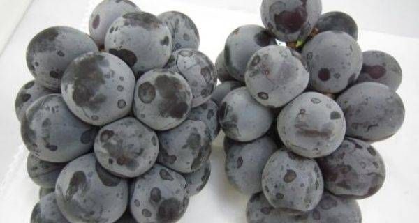 藤稔が2房置かれている