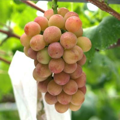 樹になったゴルビー