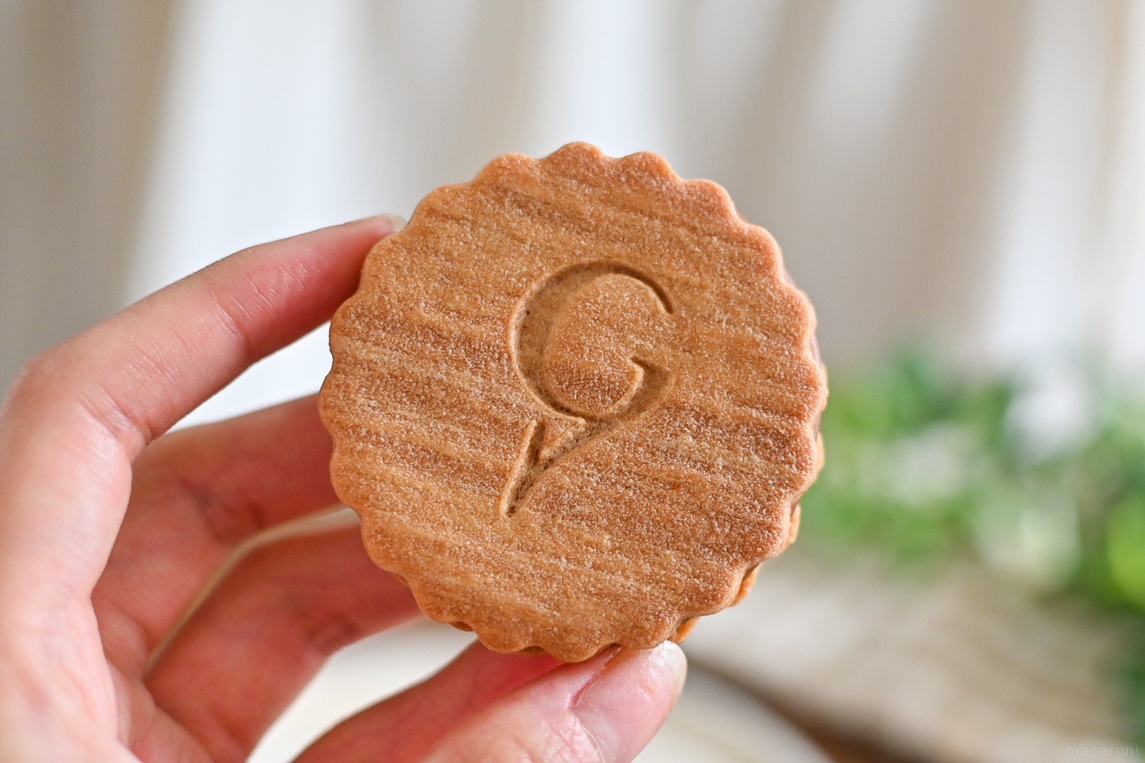 BERNACHON フレーズイヴォワールド ビスキュイ ヴァンサン ゲルレ